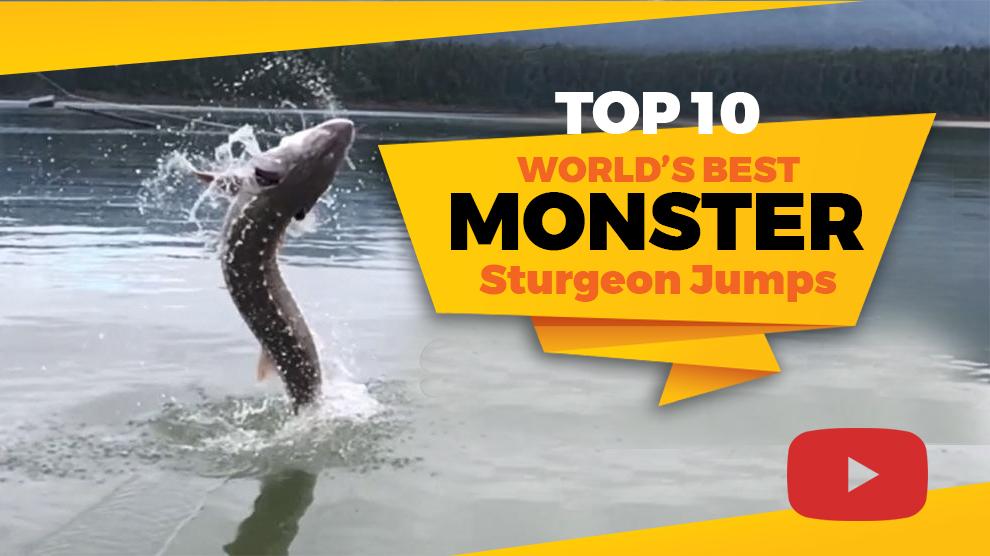 Top 10 World's Best MONSTER Sturgeon Jumps
