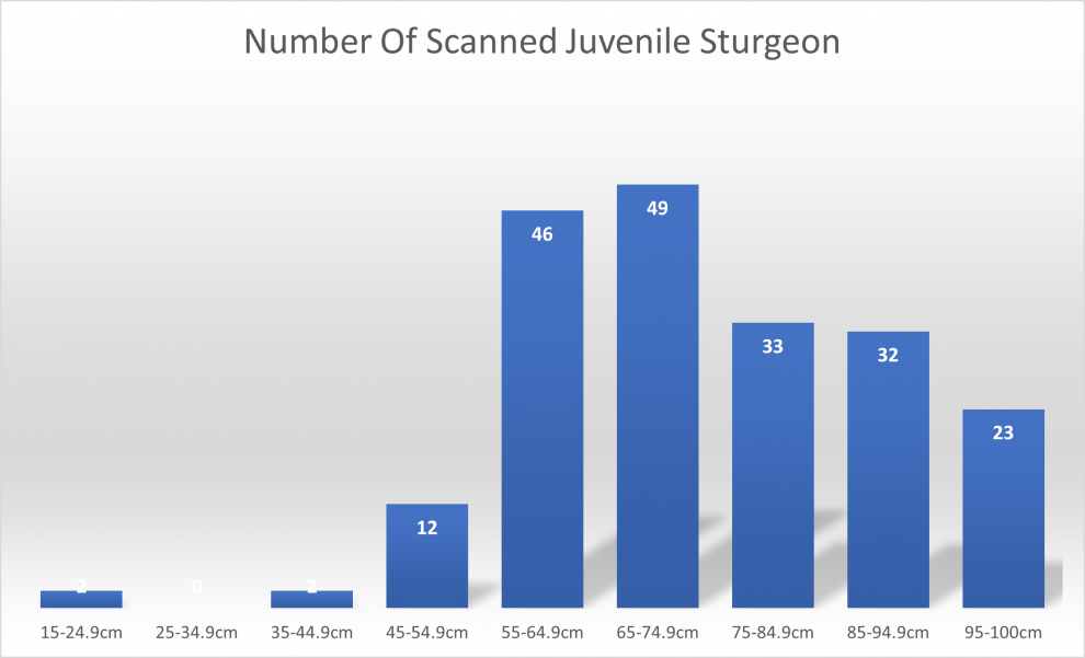 juvenile sturgeon numbers